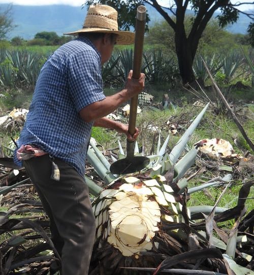 photo-1583184442258-1ae42ba36ebc